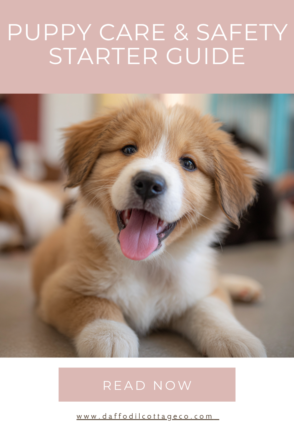 Bringing Home a Puppy (Without Losing Your Mind)